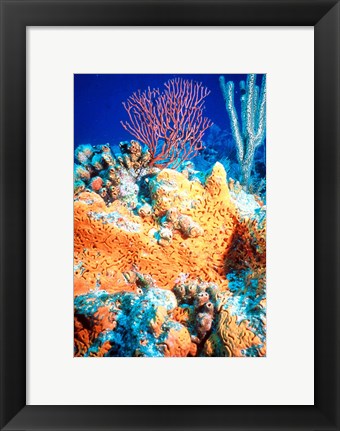 Framed Art Elephant-ear-sponge and sea fan Wall Decor 18x24 Artwork