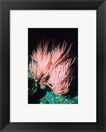 Framed Art Sea fan Wall Decor 18x24 Artwork