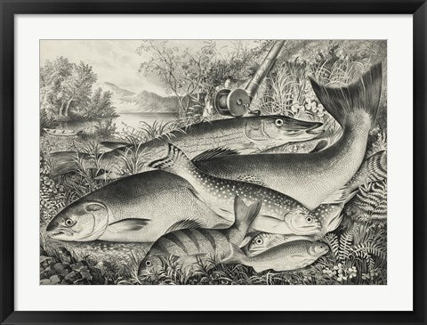 Framed Art American game fish Framed Art for your Home Wall Decor 18x24 Artwork
