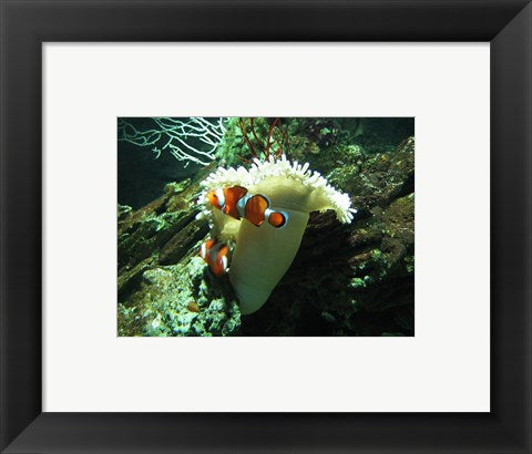 Framed Art Clown Fish Framed Art for your Home Wall Decor 18x24 Artwork