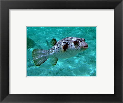 Framed Art Arothron Manilensis Framed Art for your Home Wall Decor 18x24 Artwork