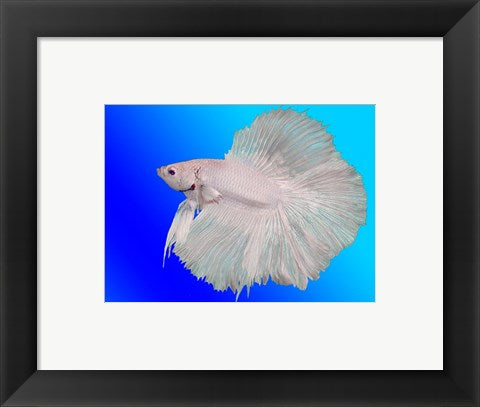 Framed Art White Betta Fish Wall Decor 18x24 Artwork