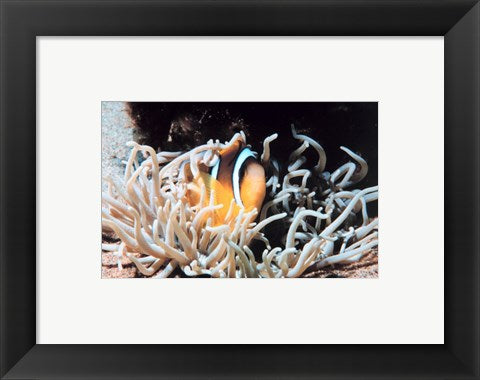 Framed Art Clown fish in coral reef Wall Decor 18x24 Artwork