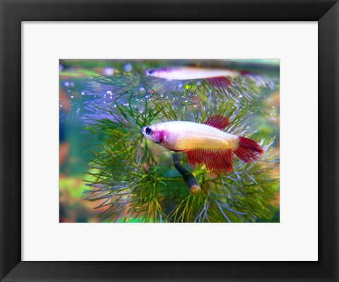 Framed Art Crowntail Betta Framed Art for your Home Wall Decor 18x24 Artwork