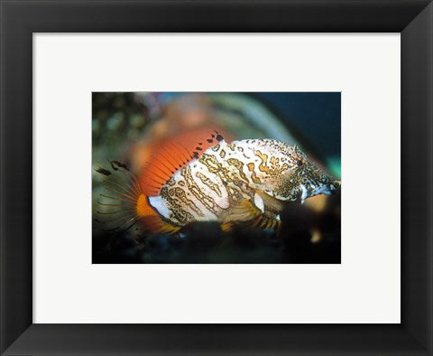 Framed Art Grunt Sculpin Wall Decor 18x24 Artwork