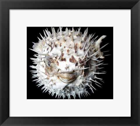 Framed Art Poisson - Lune Wall Decor 18x24 Artwork