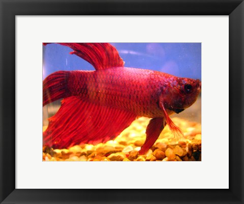 Framed Art Red Betta Fish Wall Decor 18x24 Artwork