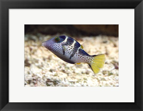 Framed Art Sharpnose Puffer Wall Decor 18x24 Artwork