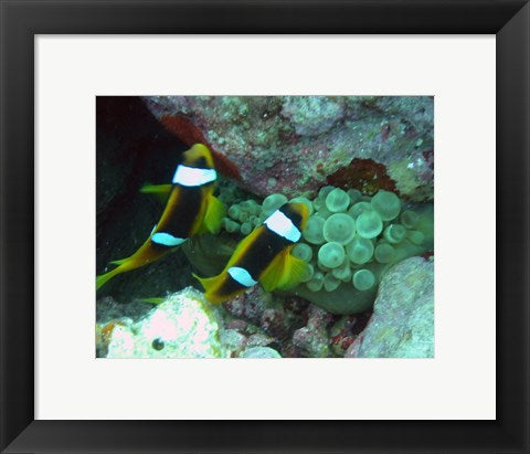 Framed Art The islands clown fish Wall Decor 18x24 Artwork