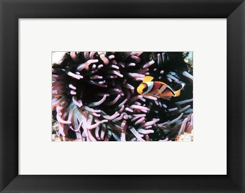 Framed Art Two banded clown fish Wall Decor 18x24 Artwork