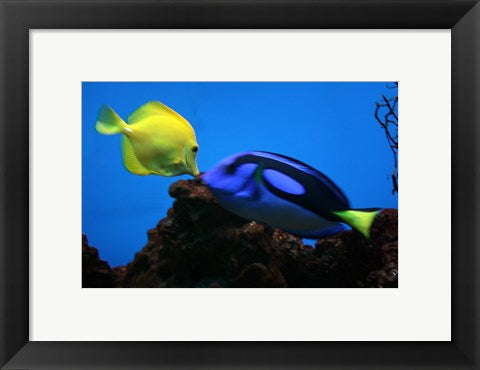 Framed Art Yellow Tang and Blue Tang Wall Decor 18x24 Artwork