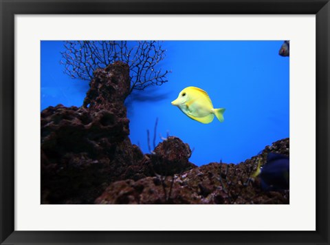 Framed Art YellowTang fish Wall Decor 18x24 Artwork