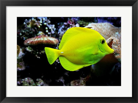 Framed Art YellowTang Wall Decor 18x24 Artwork