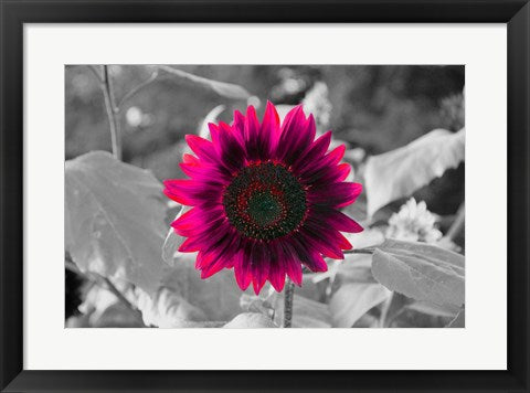 Framed Art Burst by Delaney Flanders Wall Decor 18x24 Artwork