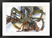 Lobstah by Delaney Flanders