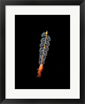Framed Art Marrus Orthocanna Wall Decor 18x24 Artwork