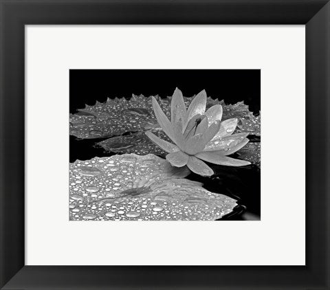 Framed Art Droplets on Water Lily by Dennis Frates | 8 x 10