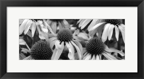 Framed Echinacea Sunrise by Dennis Frates | 8 x 20