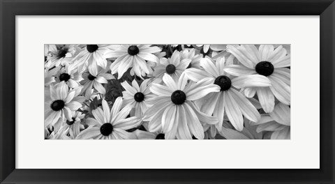 Framed Black Eyed Susans by Dennis Frates | 8 x 20