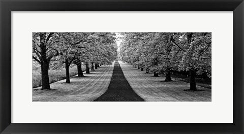 Framed Art Maple Lined Road by Dennis Frates | 8 x 20