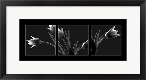 Framed Tulip Trio by Dennis Frates | 8 x 20