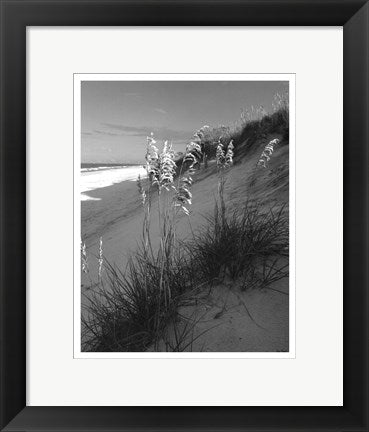 Framed Art Sea Oat Sparkle by Eve Turek | 14 x 11