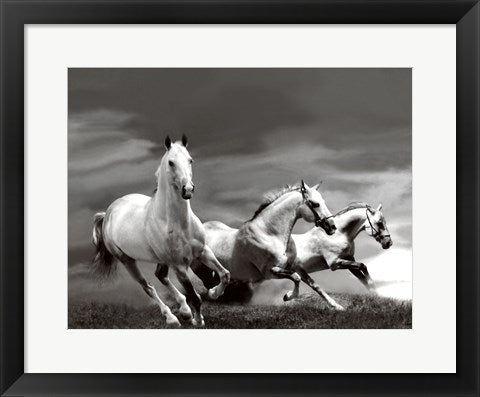 Framed White Stallions 14 x 18 1/4