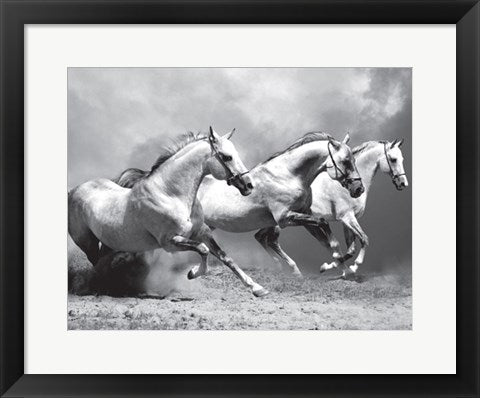 Framed White Stallions II 14 x 18 1/4