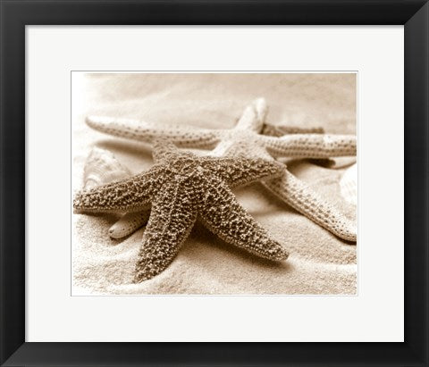 Framed Art Starfish Family 11 1/2 x 14 1/2