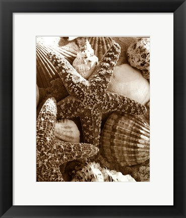 Framed Art Starfish and Shells 14 1/2 x 11 1/2