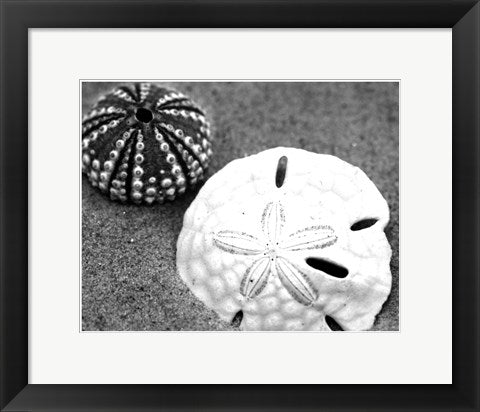 Framed Art Sand Dollar and Sea Urchin 11 1/2 x 14 1/2