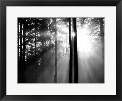 Framed Light Through the Trees I 14 x 18