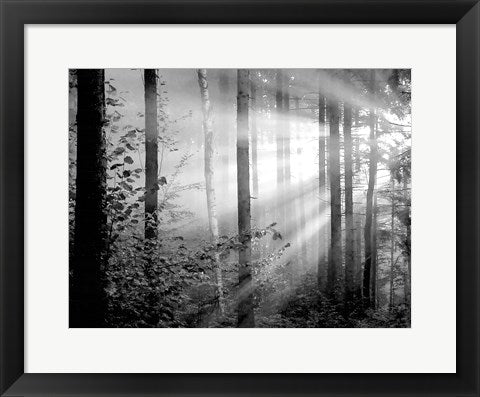 Framed Light Through the Trees II 14 x 18
