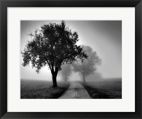 Framed Trees on County Road 14 x 18