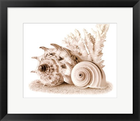 Framed Seashells I 11 1/2 x 14 1/2