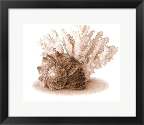 Framed Seashells II 11 1/2 x 14 1/2