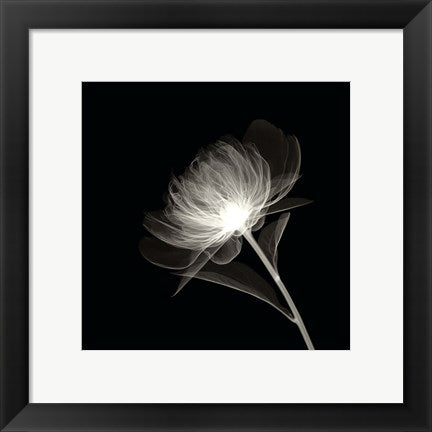 Framed Full Bloom 12 x 12