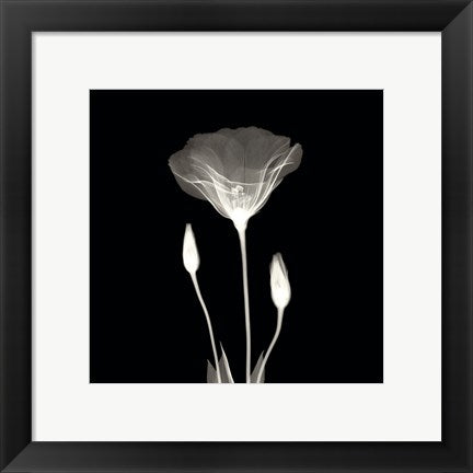 Framed Poppy in Lace 12 x 12