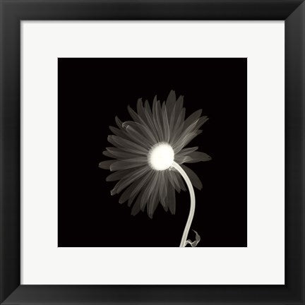 Framed Sunburst Petals 12 x 12