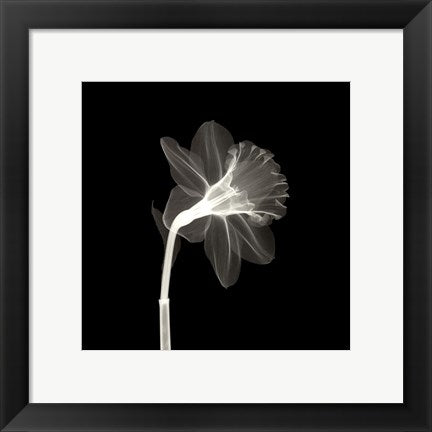 Framed Veiled Blossom 12 x 12