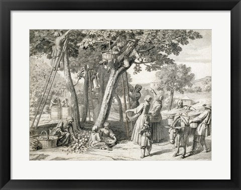 Framed Art An Apple Harvest by Claude Simpol Wall Decor 18x24 Artwork