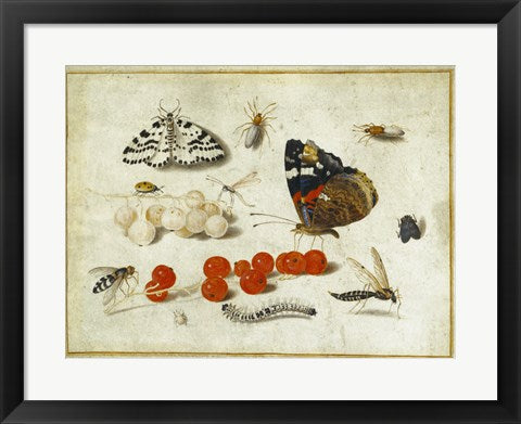 Framed Art Frame Art Butterflies, Insects, and Currants by Jan van Kessel Wall Decor 18x24 Artwork