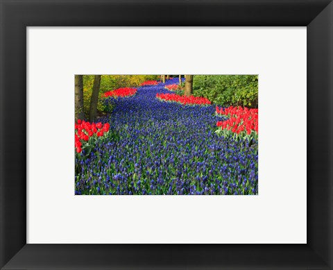 Framed Art Blue Dutch Tulip Flowerbed Wall Decor 18x24 Artwork