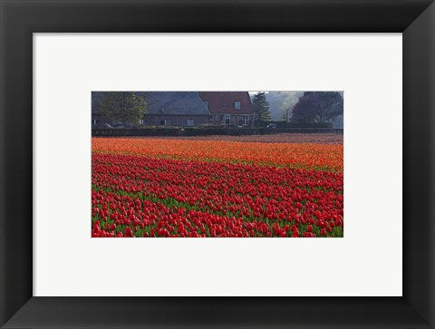Framed Art Dutch Red Tulip Field Framed Art for your Home Wall Decor 18x24 Artwork