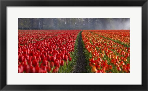 Framed Art Dutch Tulip Field Framed Art for your Home Wall Decor 18x24 Artwork