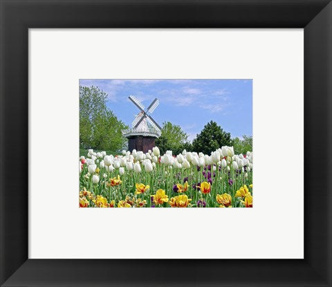 Framed Art Dutch Tulip Field And Windmill Wall Decor 18x24 Artwork