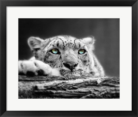 Framed Art Pop of Color Snow Leopard Eyes Wall Decor 18x24 Artwork