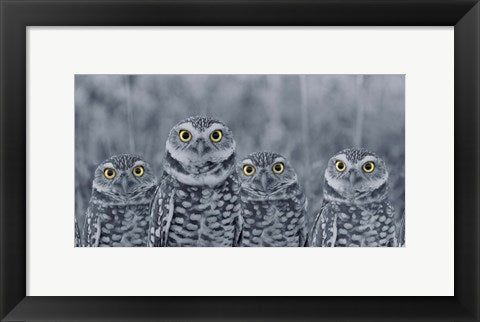 Framed Art Pop of Color Burrowing Owl Family Wall Decor 18x24 Artwork