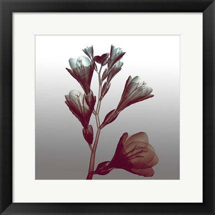 Framed Art Ombre Freesia Flowers X-Ray Wall Decor 18x24 Artwork