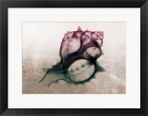 Framed Art Ombre Sea Shell X-Ray Wall Decor 18x24 Artwork